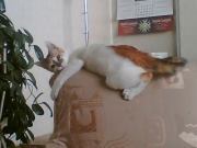 Цвети Тричкова