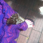 Vilate Bentz-bolanos