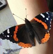 Mindy Zimbauer- lemere