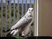 الصقر العربي