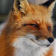 Десислава Горова