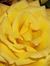 Deb Hoerst