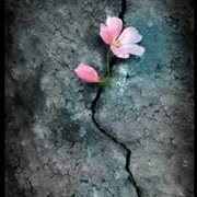 محمود سمهون