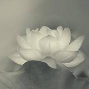Mi Nguyen