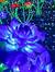 Amico See anemone