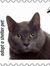 Seventies Ghettocat