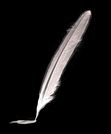 Quicksilver