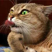 معذب الحارة