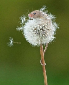 Anymouse