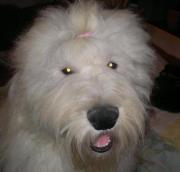 Diane Tickner murphy