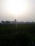 Majid S...