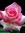 Noha | 2 comments