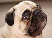 นภชาติ ชูทอง