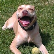 Susan Donner stacken