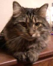 Sumudu Nagodavithana