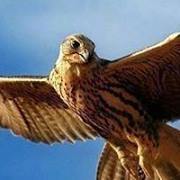 زرياب ابن سينا