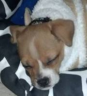 Shelli Olinger-galbert