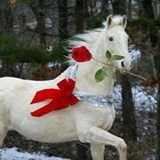 زيدان الشريف