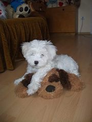 Maria-Emanuela Coman