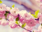 ابتهال يوسف