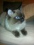 Beate