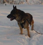 Scheickandajda Strehar