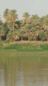 إبراهيم علي