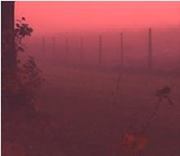 العقرب العراقي