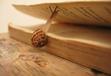 Snail Snail