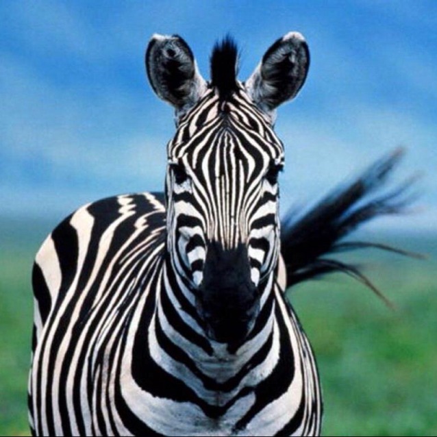 Goodreads profile picture for @tivo