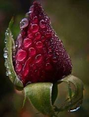 ترياق الورد