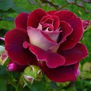 Nahed Abdul-alrahman