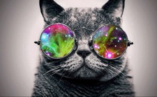 Cheshire Kitty