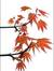 Momiji ...