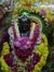 Manthra...