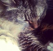 Amanda Wright-lovell