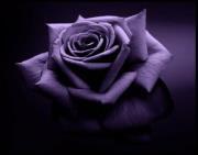 Asma Kilam