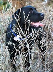 Sólrún Helgadóttir