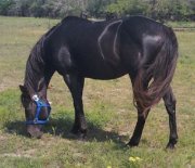 Tonya Allen-mitchell