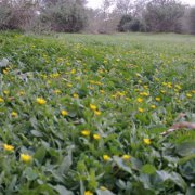 سليمان الهذال