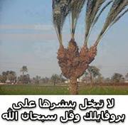 محمود المصرى