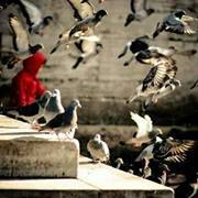 عنادل الطرايرة