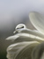 Noor
