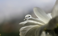 Noor