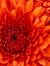 Donna M...