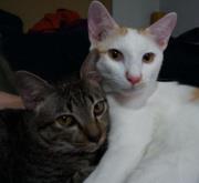 Prasyth Pasunathpong