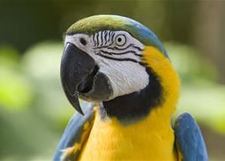 Lily (SadBeautifulTragic)