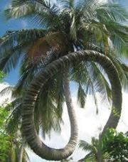 Chicharito Hernandez