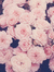 Mariam