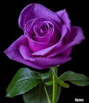 Amany Mostafa